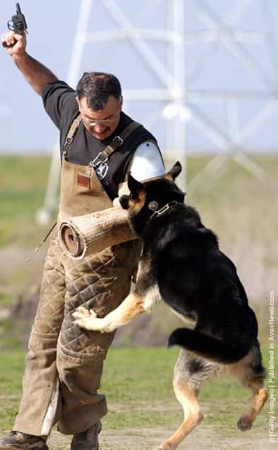 Attack Dog Training