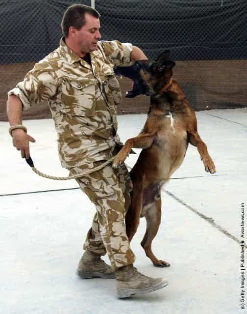 Attack Dog Training