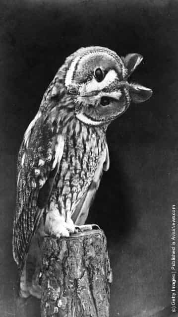1969: An owl perched on a tree stump