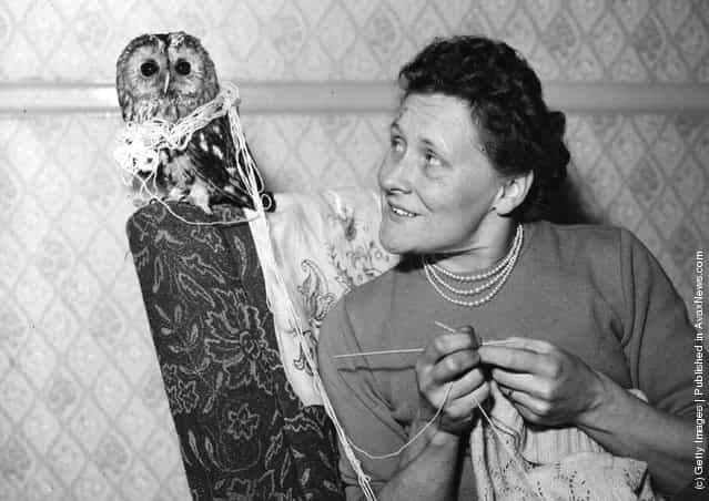 1949: An owl wrapped up in wool next to a woman knitting