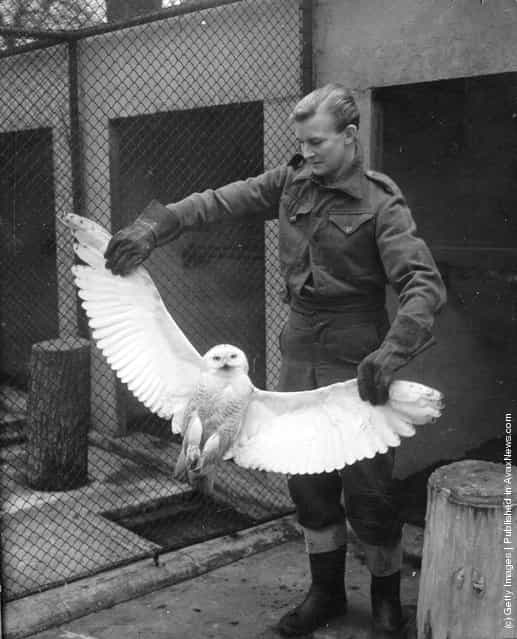 1950: A keeper showing the wingspan of a snowy owl which was presented to London Zoo