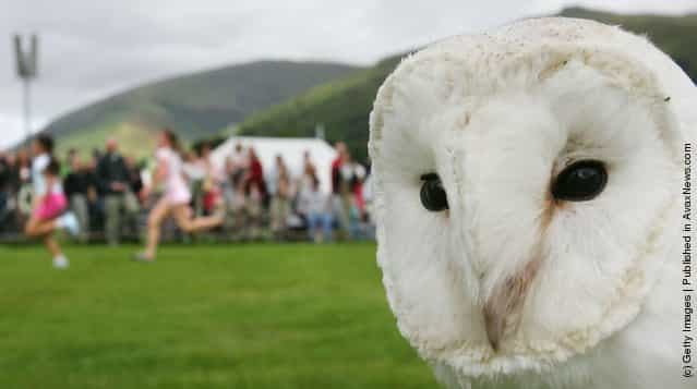 An owl is seen after the falconry display at the Grassmere Lakeland Sports & Show