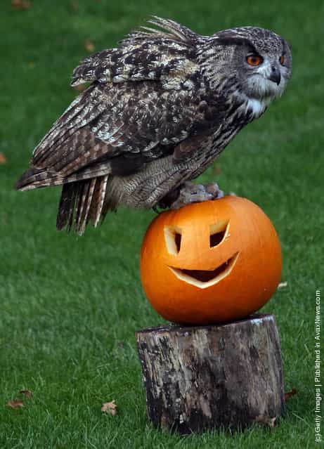 Amy the owl at Bristol Zoo Gardens sits on a special carved pumpkin that has been left as a special Halloween treat
