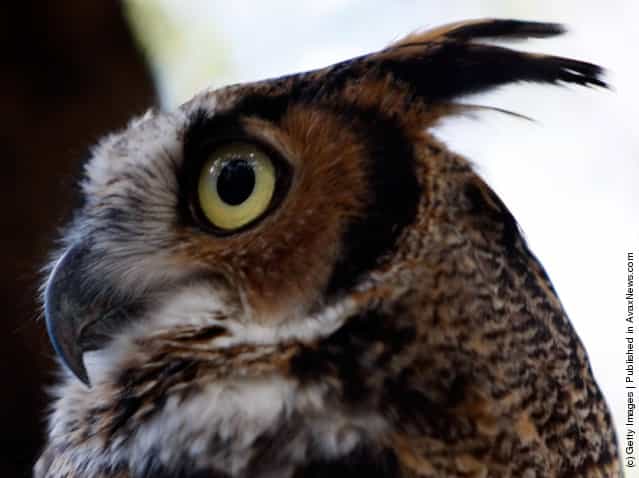 A Horned Owl