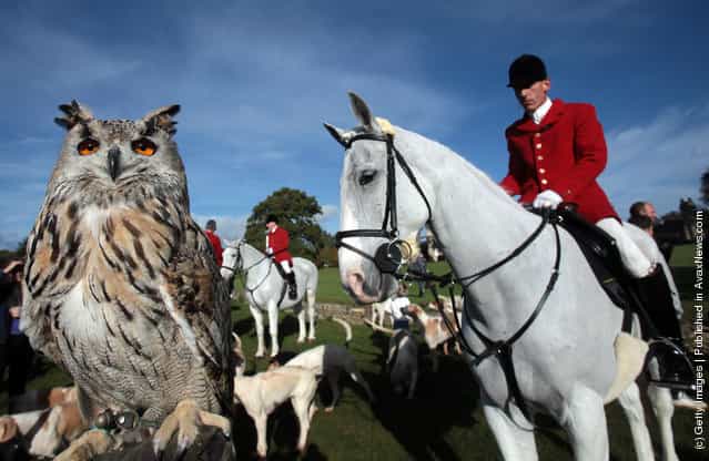 A hunting owl watches as members of the Avon Vale hunt gather in the grounds of Neston Park