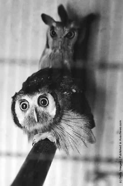 A pair of owls at a zoo, 1953