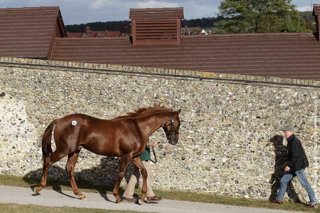 A horse is led away from the sales ring after being sold at the Tattersalls Bloodstock Auctioneers