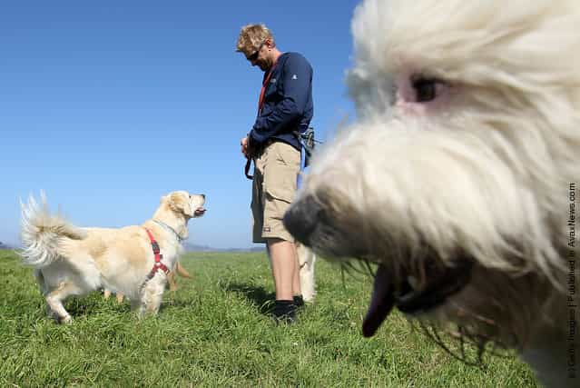 San Francisco Seeks To License Professional Dog Walkers