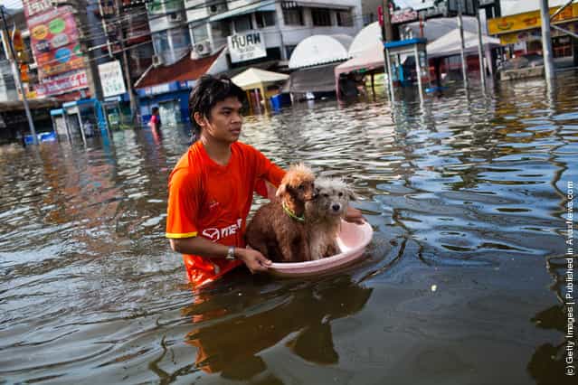 A Thai resident floats his pets down stream as he makes his way through the flooded streets