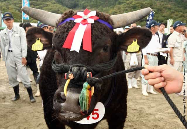 Auction Takes Place To Decide The Most Expensive Beef In Hyogo
