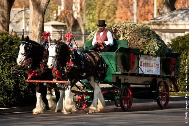 The official White House Christmas Tree arrives via horse-drawn carriage at the White House