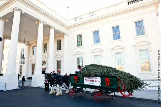 The official White House Christmas Tree arrives via horse-drawn carriage at the White House