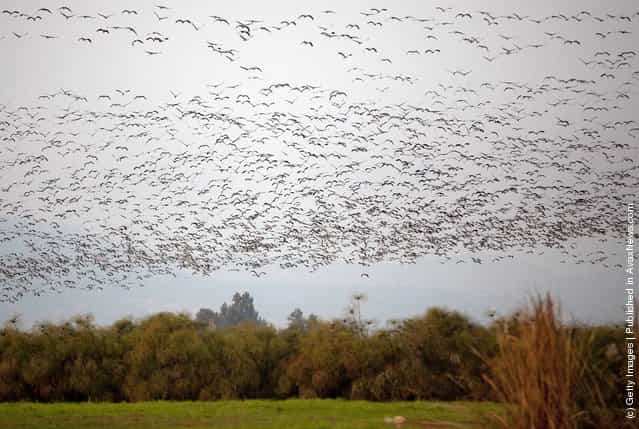 Migrating gray cranes fly over the Hula Lakes in in northern Israel