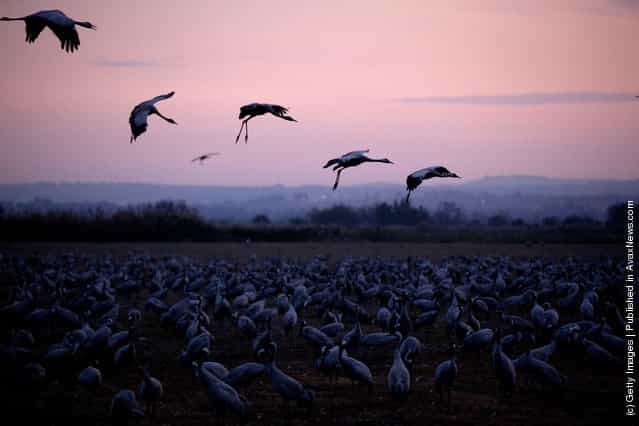 Migrating gray cranes fly over the Hula Lakes in in northern Israel