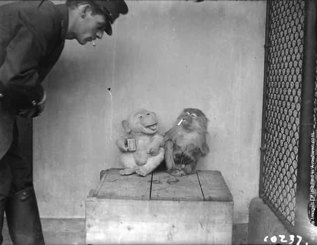 1928: Zookeeper John Wilkie has a cigarette break with a caged monkey and its stuffed companion