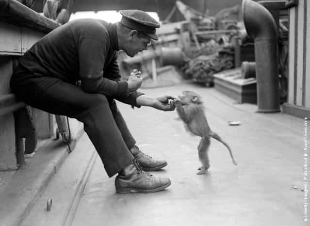 3rd June 1929: A pet baboon on board the Friendship