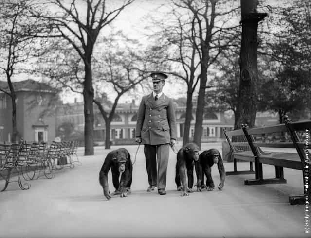 13th May 1931: A keeper takes three chimpanzees for a walk on leads at London Zoo