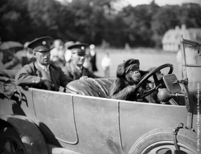 10th August 1933: Bella the chimpanzee from Whipsnade Zoo gets behind the wheel