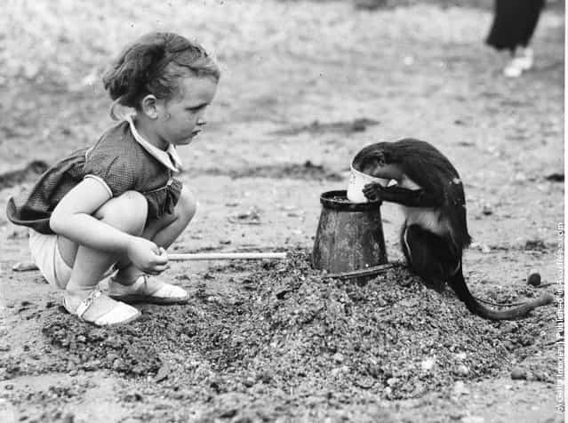 2nd July 1938: A little girl and her pet monkey play on the Sea Salter beach in Kent. The monkey decided it was time to become King of the Castle