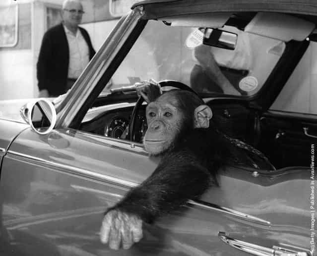 circa 1950: A chimpanzee, called Chee-Chee, at the wheel