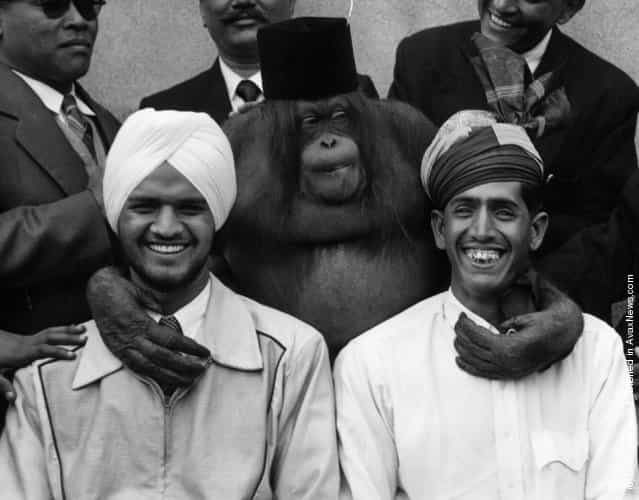 30th June 1956: Members of the Malayan Police Band Bachan Singh and Abdul Rahman due to appear at the Royal Tournament visit London Zoo and make friends with Anabella the Orang-Outang