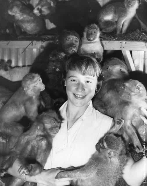 20th August 1958: Twelve-year-old Joan Moore with stuffed monkeys at Edward Gerrards, the taxidermists