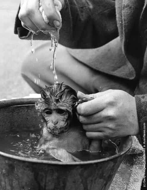 August 1959: A little rhesus monkey who lives at Whipsnade Zoo and is called Susie is having a bath while holding the hand of her keeper who is gently pouring water over her
