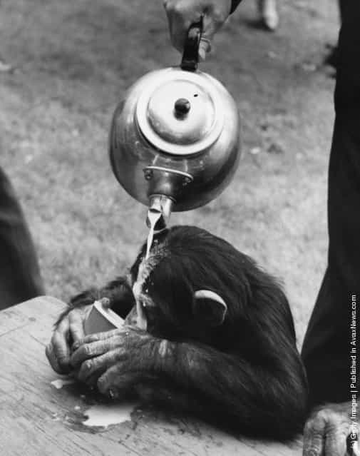 31st May 1965: A chimpanzee at London Zoo starts drinking before a zookeeper has finished pouring during practice for the Chimps Tea Party