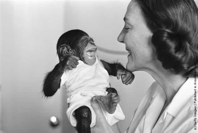 11th January 1966: Dr Vera Gatch holding Mae, a baby chimpanzee