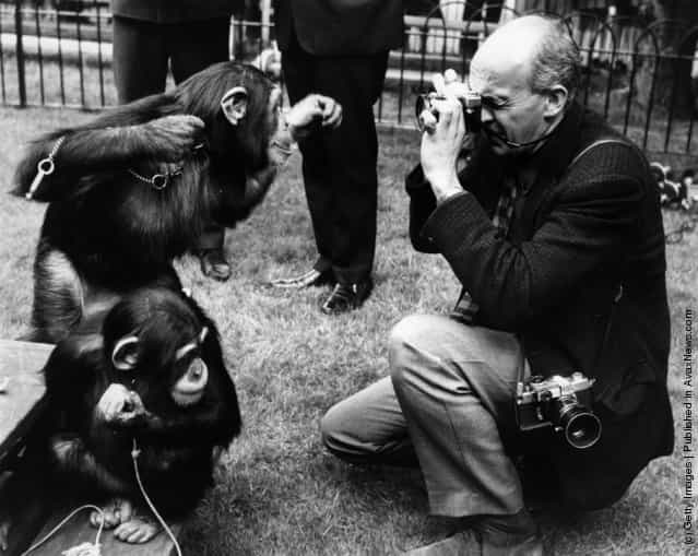 30th May 1968: The chimps at London Zoo rehearse their parts in front of the press for the Tea Parties to be held at London Zoo