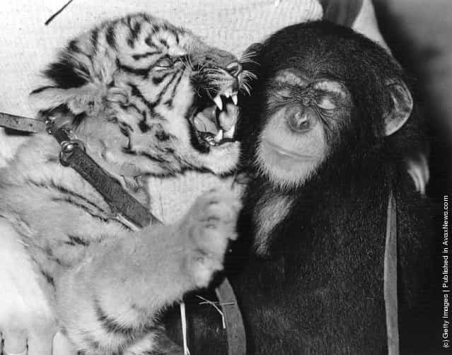 27th November 1979: A tiger cub has a short chat with a chimp