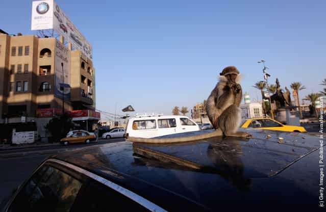 A monkey eats nuts on top of its owners car