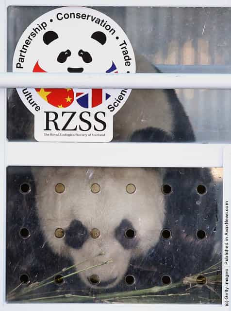 Chinese Pandas Tian Tian And Yang Guang Arrive In The UK