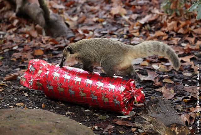 Christmas Treats For Meerkats