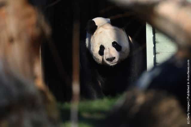 Female panda Tian Tian