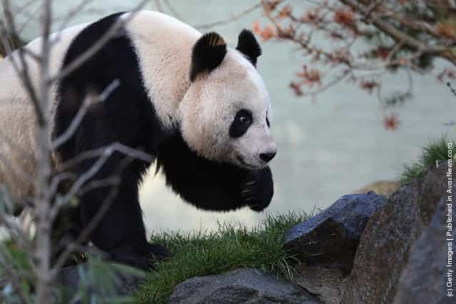 Female panda Tian Tian
