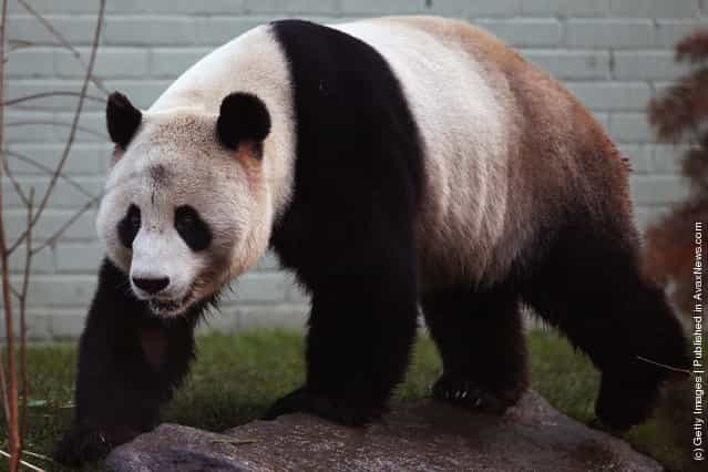Yang Guang, a male panda