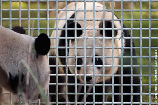 Yang Guang (L), the male panda, looks through the fence of his enclosure at Tian Tian as they make their first appearance in from of the media since arriving from China
