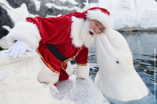 Santa Claus poses with a Beluga Whale at SeaWorld San Diego