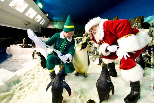 Santa Claus poses with Penguins at SeaWorld San Diego