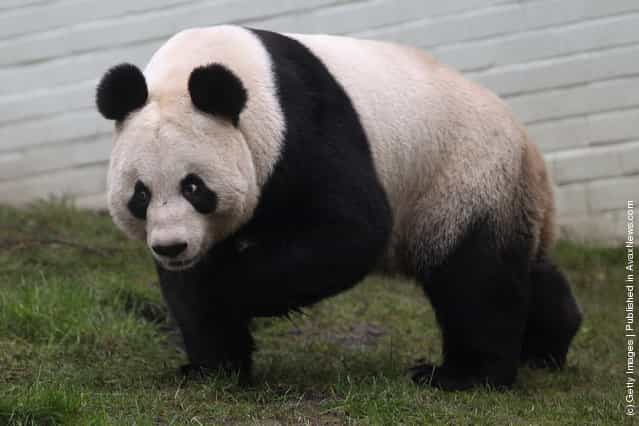 Tian Tian the female panda bear looks out from her enclosure as members of the public view her for the first time at Edinburgh Zoo