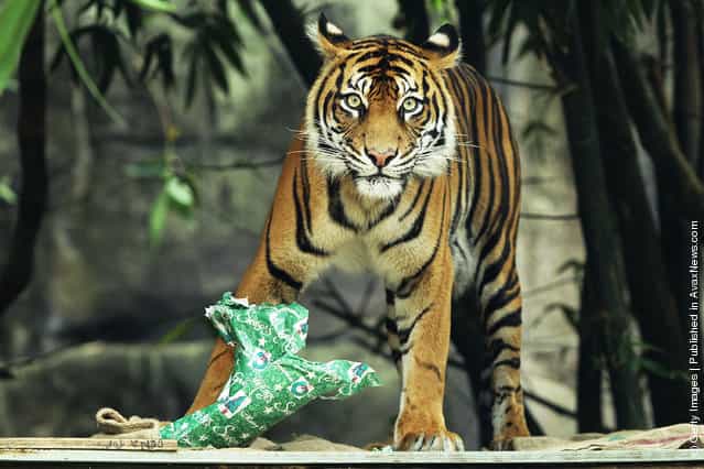 A Sumatran Tiger tears apart a wrapped Christmas present at Taronga Zoo