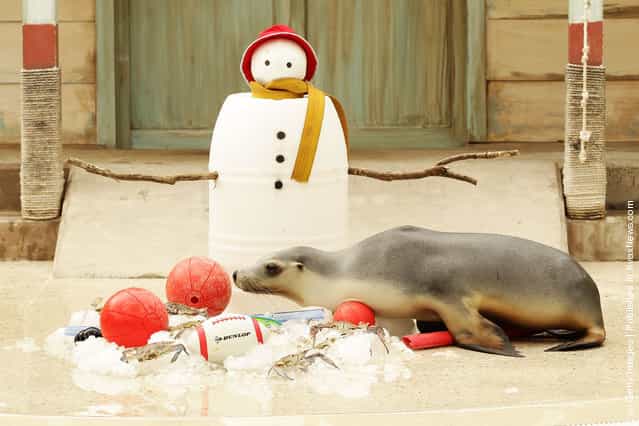A Seal investigates Christmas toys at Taronga Zoo
