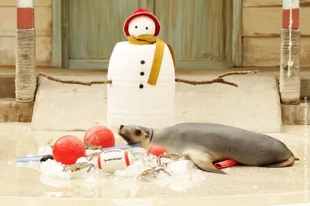A Seal investigates Christmas toys at Taronga Zoo