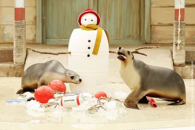 Seals eat Christmas treats at Taronga Zoo