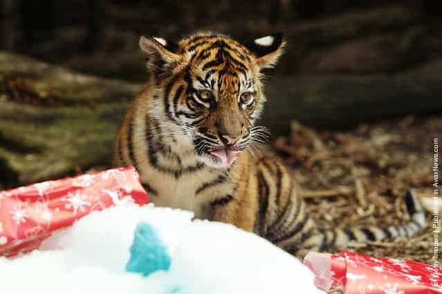 A Sumatran Tiger cub investigates a wrapped Christmas present at Taronga Zoo