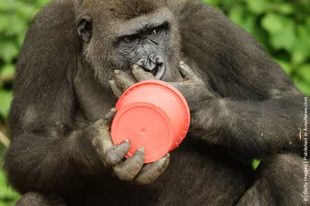 A Western lowland Gorilla eats popcorn from a bucket at Taronga Zoo