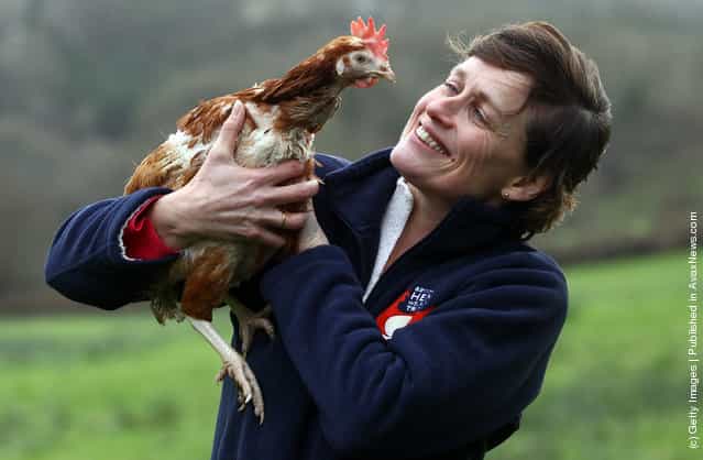 Britains Last Battery Hen Is Released