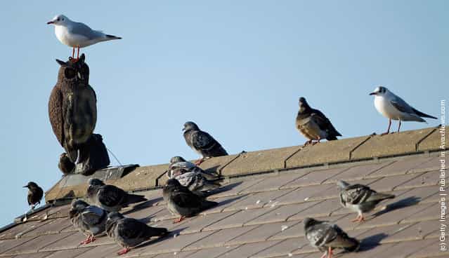 Brazen seagulls, pigeons and starlings bask in the afternoon sun undeterred by a plastic Owl bird scarer on the roof of Liverpool Coastguard Station at Crosby