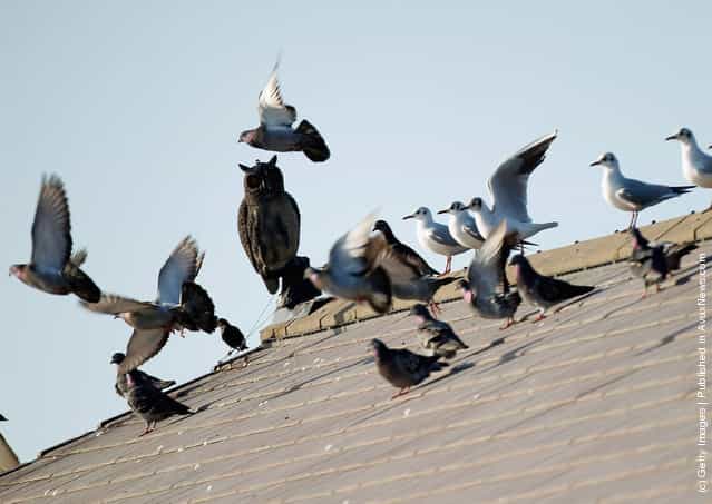 Brazen seagulls, pigeons and starlings bask in the afternoon sun undeterred by a plastic Owl bird scarer on the roof of Liverpool Coastguard Station at Crosby